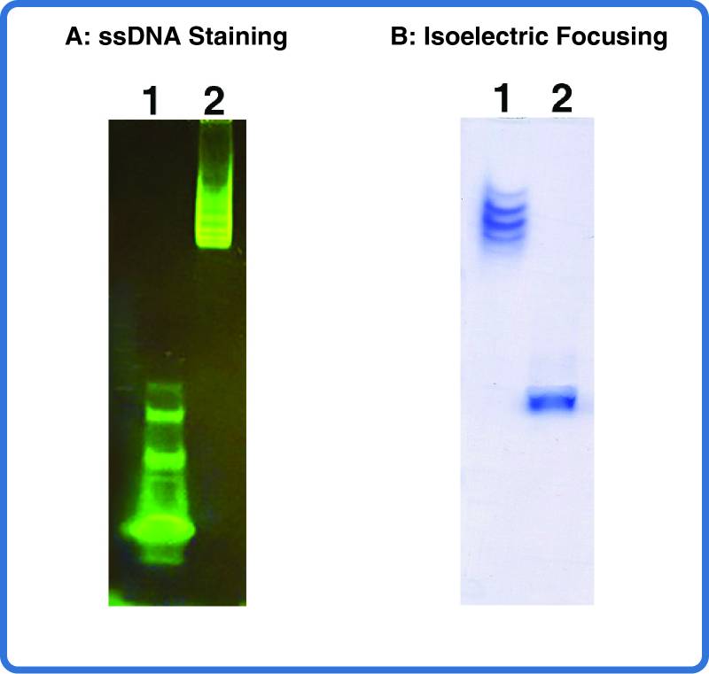 Antibody Oligonucleotide Conjugation Leinco Technologies