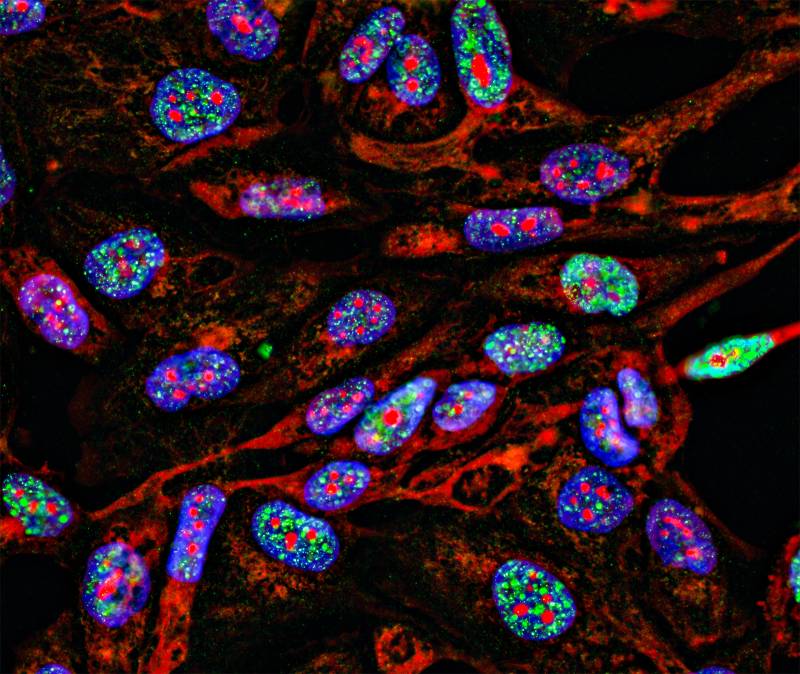 Fluorescent Reporter Antibody Conjugation Leinco Technologies