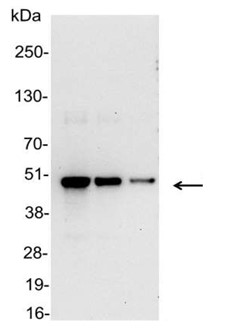 Anti Vsv G Antibody Hrp Conjugate P Leinco Technologies