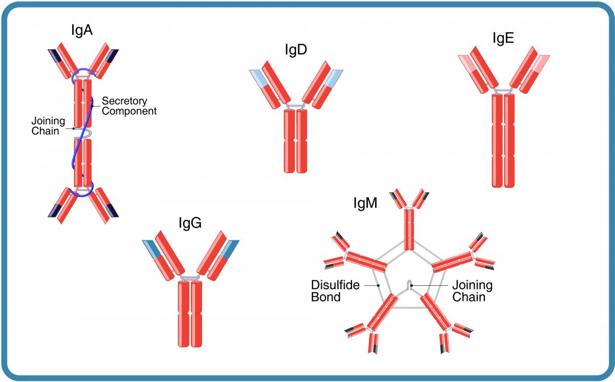 Selecting Isotype Controls | Leinco Technologies