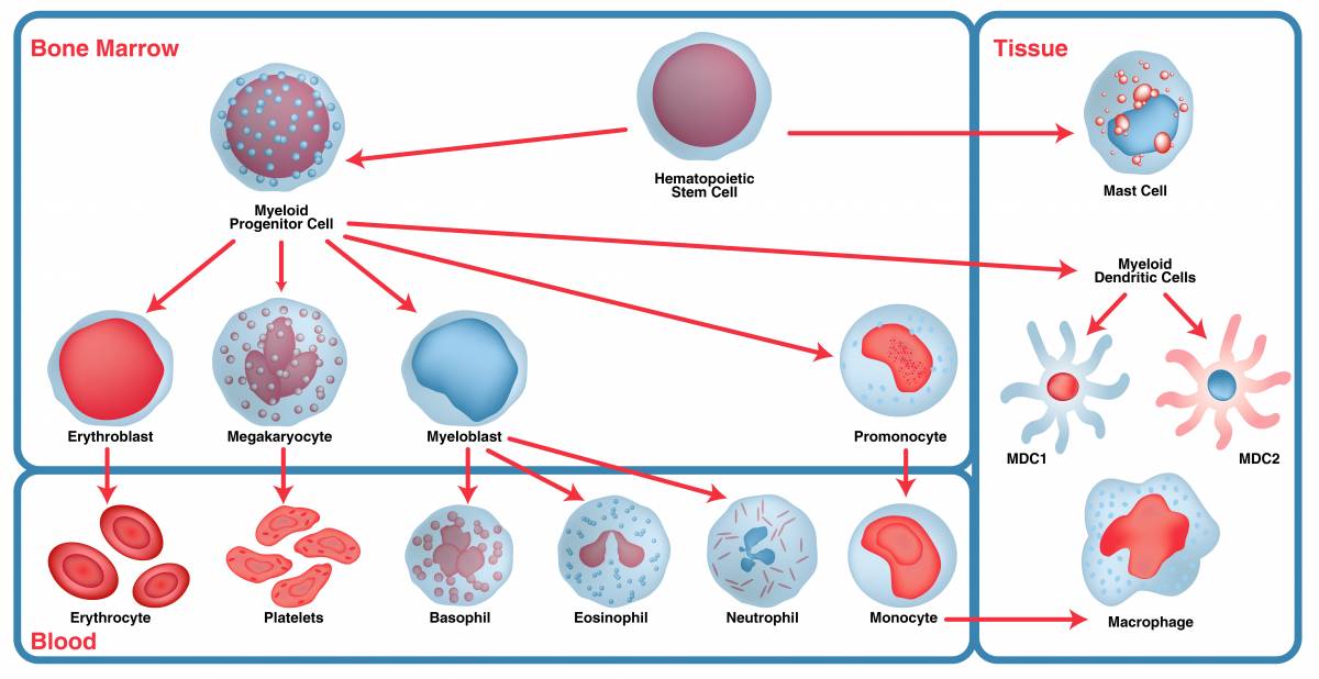 Immune Cells | Leinco Technologies