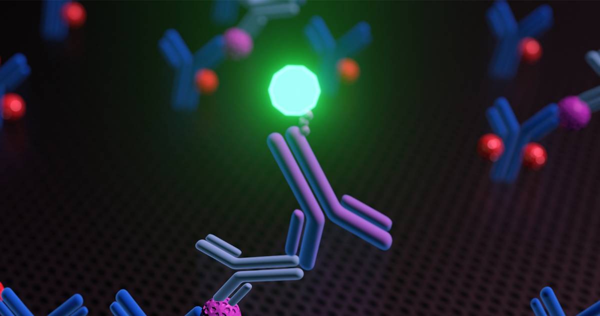 Fluorescent Reporter Antibody Conjugation | Leinco Technologies