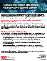 Recombinant Rabbit Monoclonal Antibody Development Service