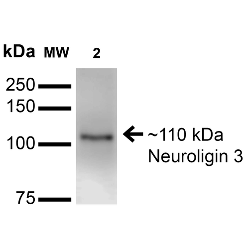 Anti-Neuroligin-3 Antibody (56552) - Leinco Technologies